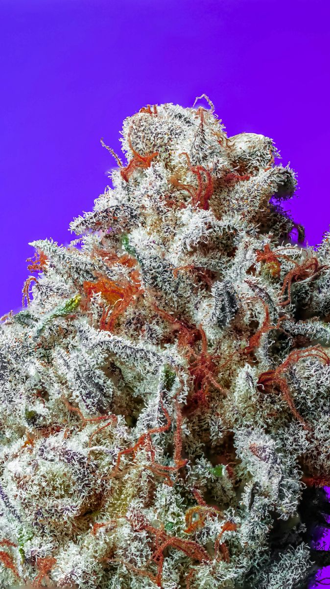 ストロベリー1グレープ1 グレープ1ストロベリー1