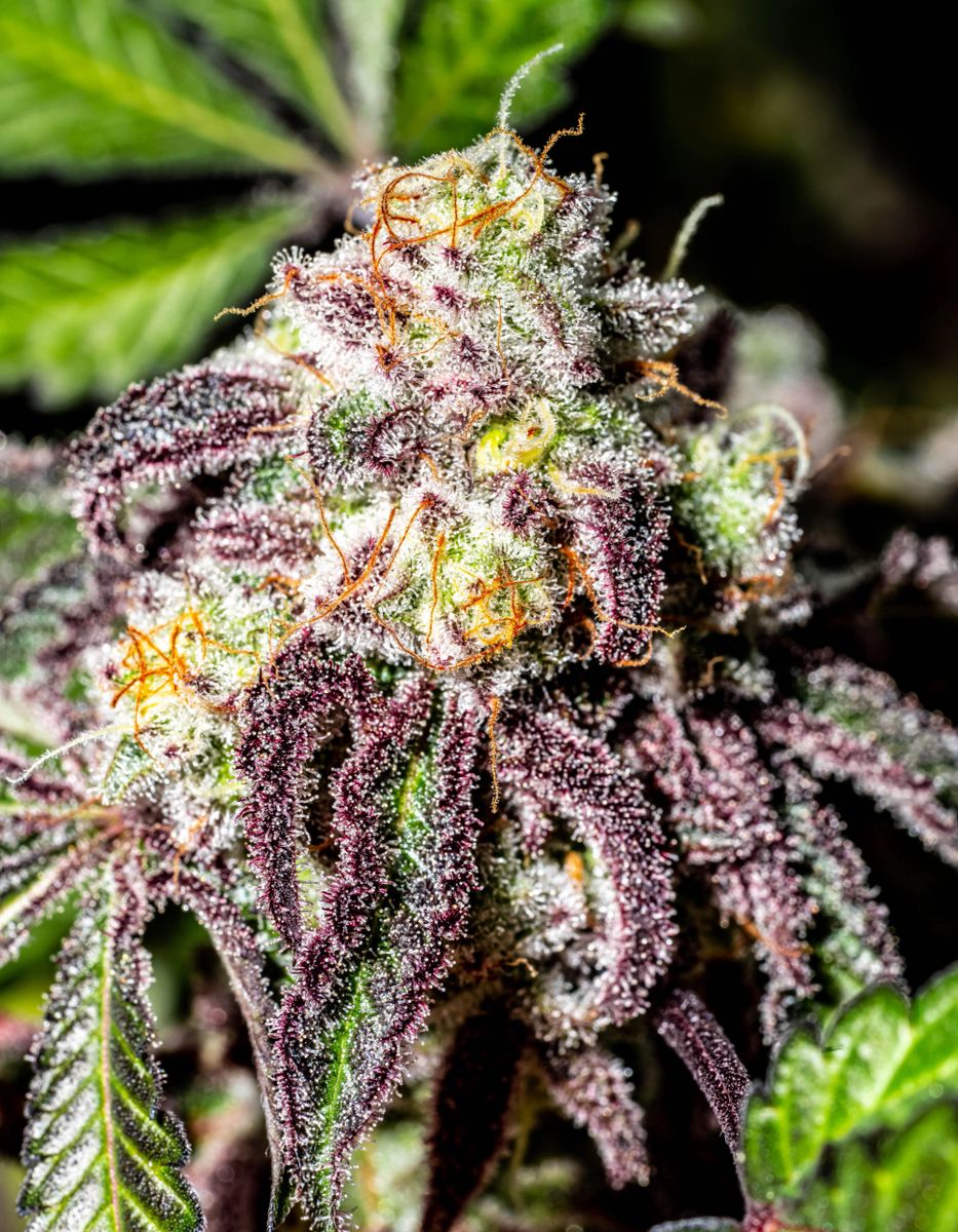 Kush Berry Cheese Cake s1