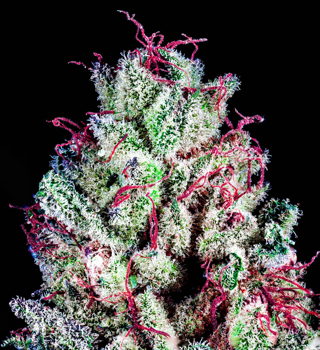 Strawberry Sprinklez S1