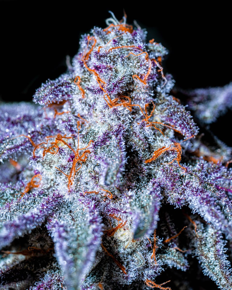 Platinum Lemon Cherry Gelato S1