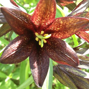 Chocolate Lily, also known as Indian Rice, a staple for locals prior to modern food systems.  