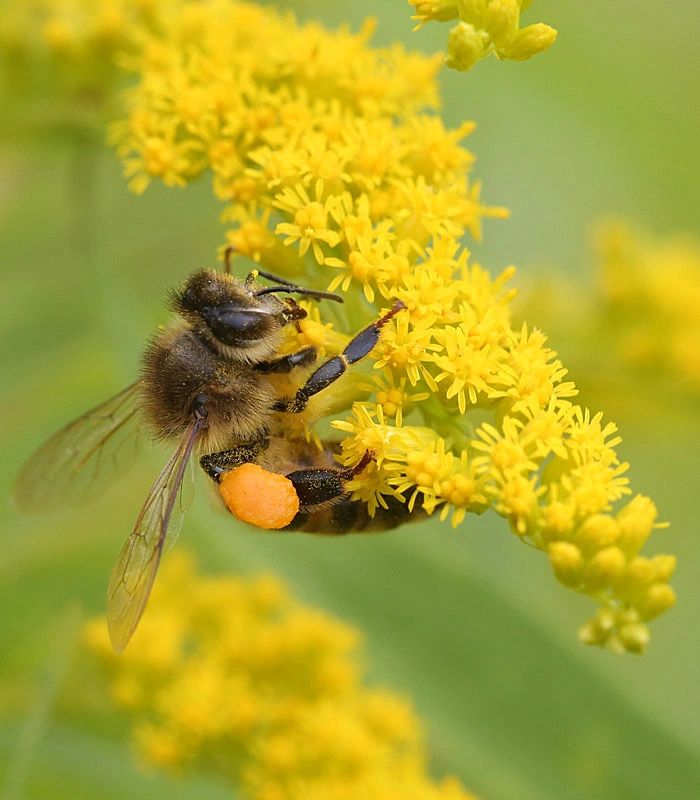 Virginia State Beekeepers Association - Home