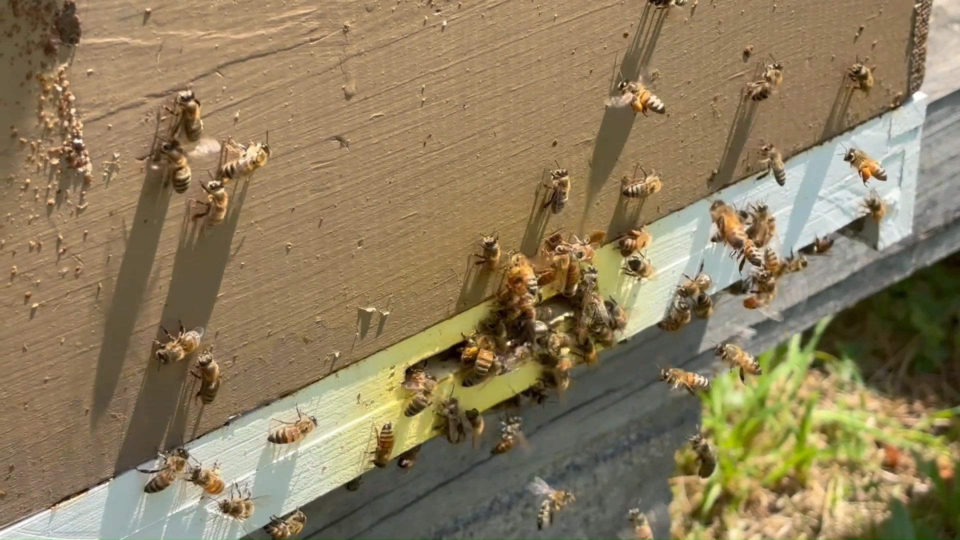 Mid-Ohio Valley Beekeepers Association