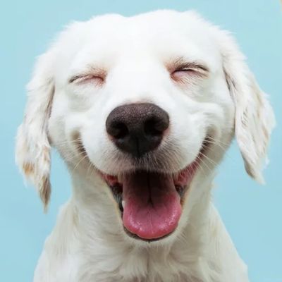 A smiling white dog 