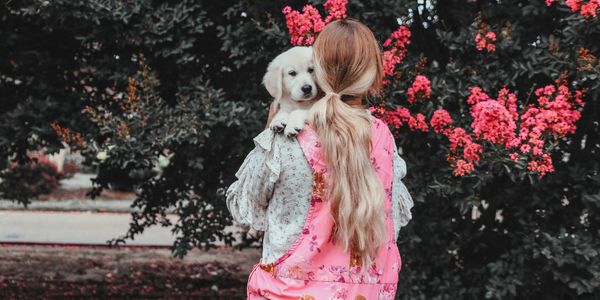 English cream golden retriever puppy