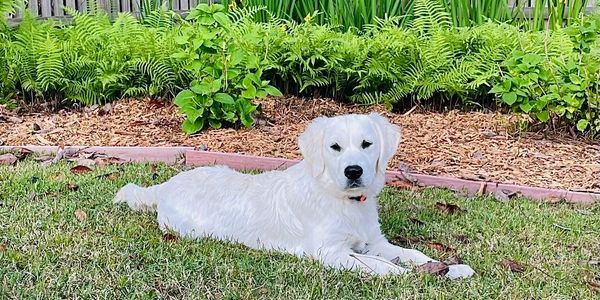 English cream golden retriever puppy in the garden