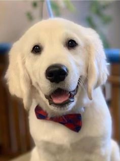 Golden retriever puppy available in Pensacola, Florida