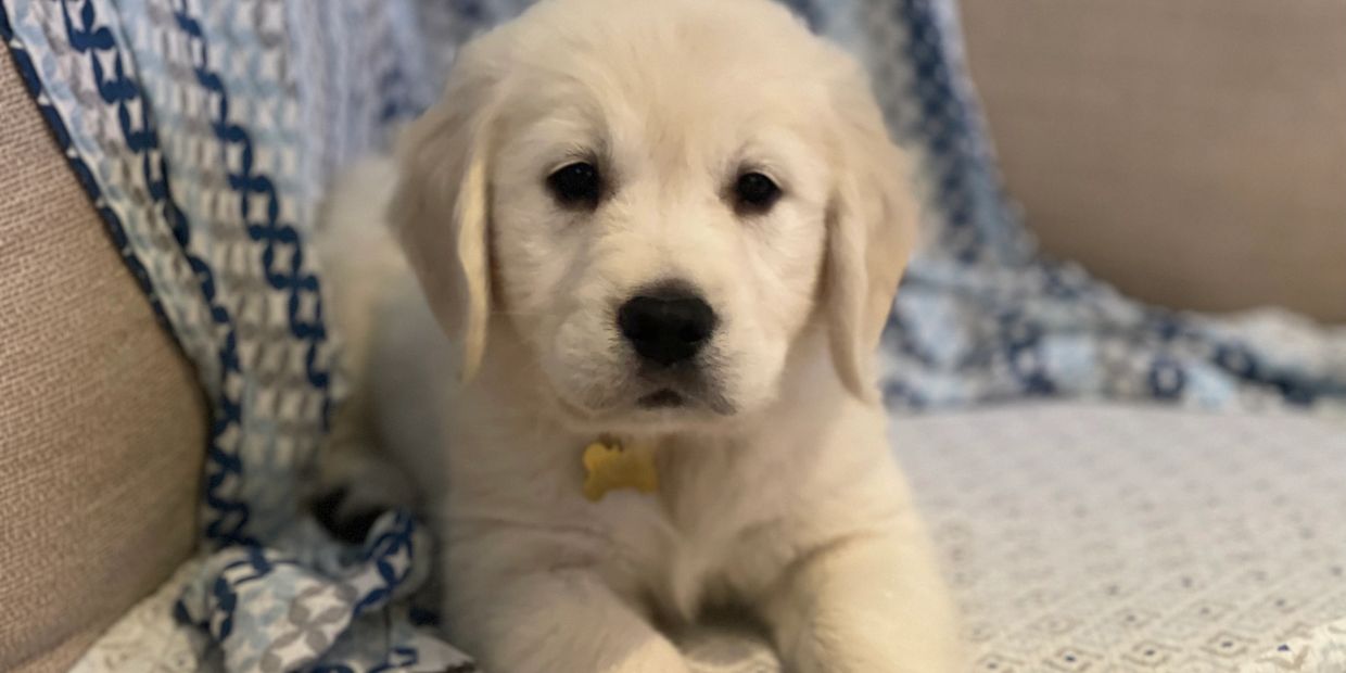 beautiful English cream golden retriever puppy