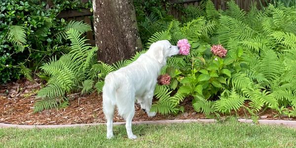 English cream golden retriever puppy smelling the flowers