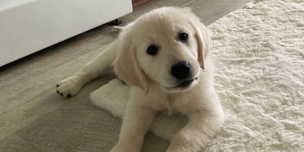 English cream golden retriever puppy