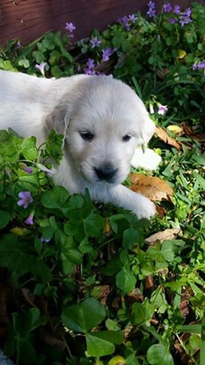 sweet golden retriever puppy lying in the wildflowers