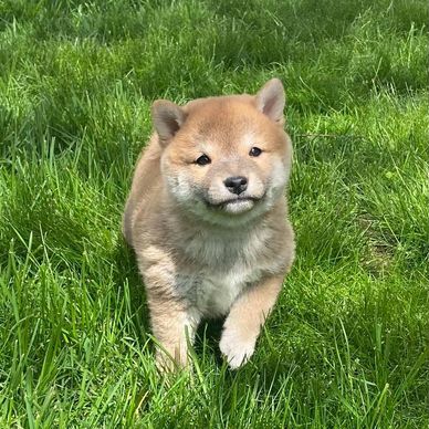 Firefox Shiba Inus - Shiba Inu Puppies, Shiba Inu Puppies Available