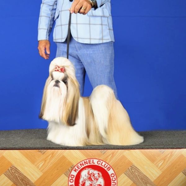 Groomed Shih Tzu dog with bow, showcased at a dog kennel club event.