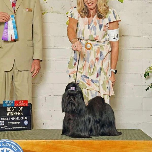 A woman presenting a black long-haired dog winning 'Best of Winners' at a dog show.