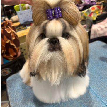 Small groomed dog with purple bow.