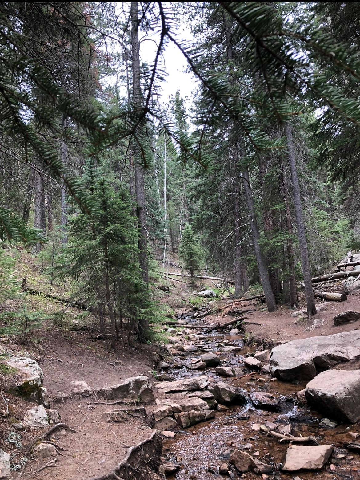 Debra Mammadova PsyD LLC Psychologist Kansas City, Kansas