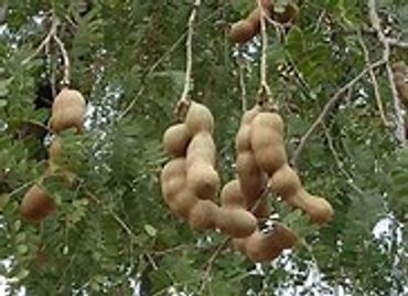 Tamarind Growing in Trees