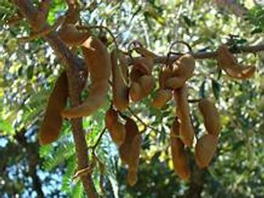 Tamarind Growing in Trees