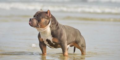 POINTS CHART | BRC GLOBAL CANINE PEDIGREES