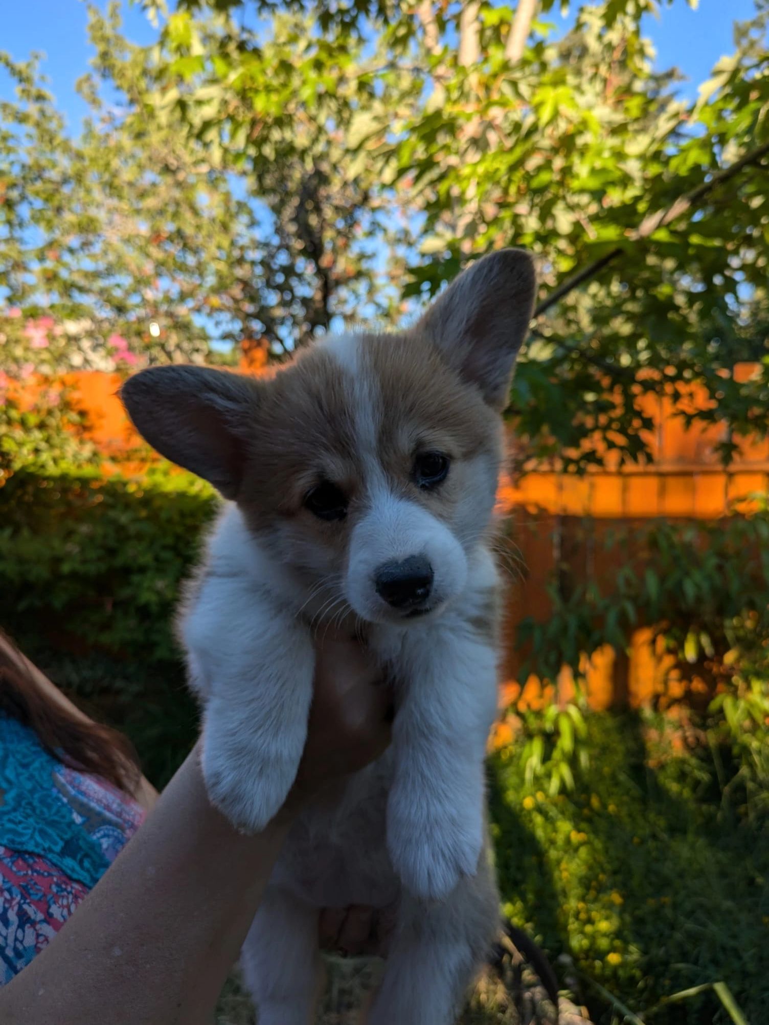 Pembroke Welsh Eugene Oregon POTTER FARM