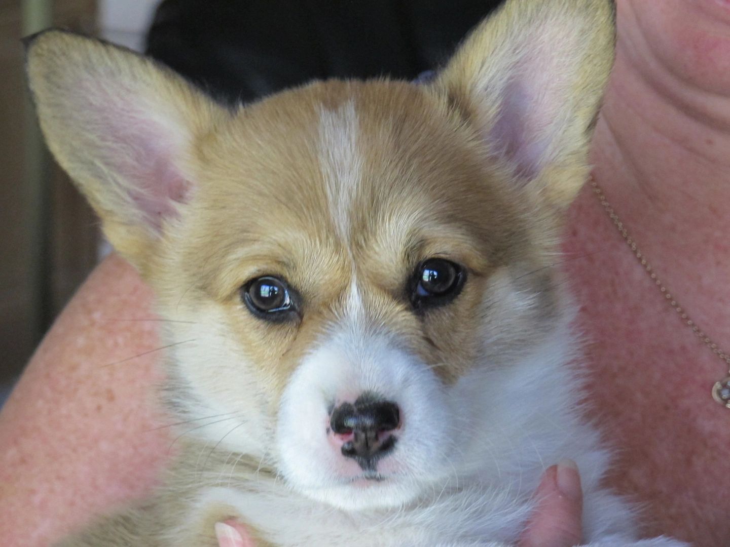 Potter Farm Corgis Corgi Puppies Pembroke Welsh Corgis Breeder