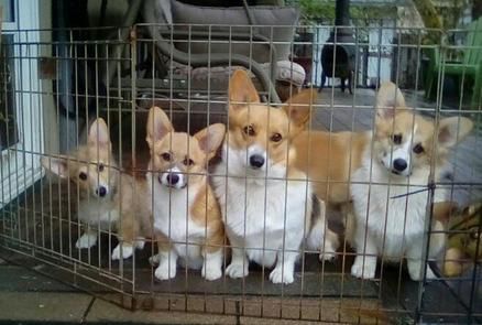 Potter Farm Corgis Corgi Puppies Pembroke Welsh Corgis Breeder
