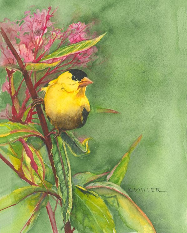 Watercolor painting of a goldfinch