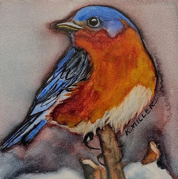 Eastern Bluebird
