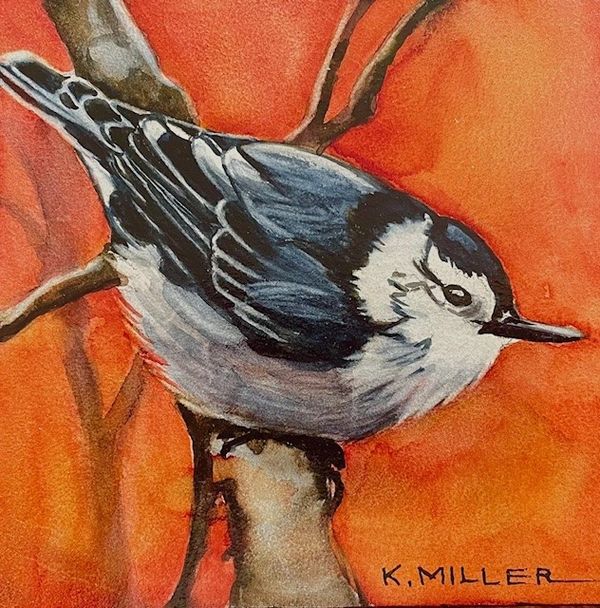 White-breasted Nuthatch