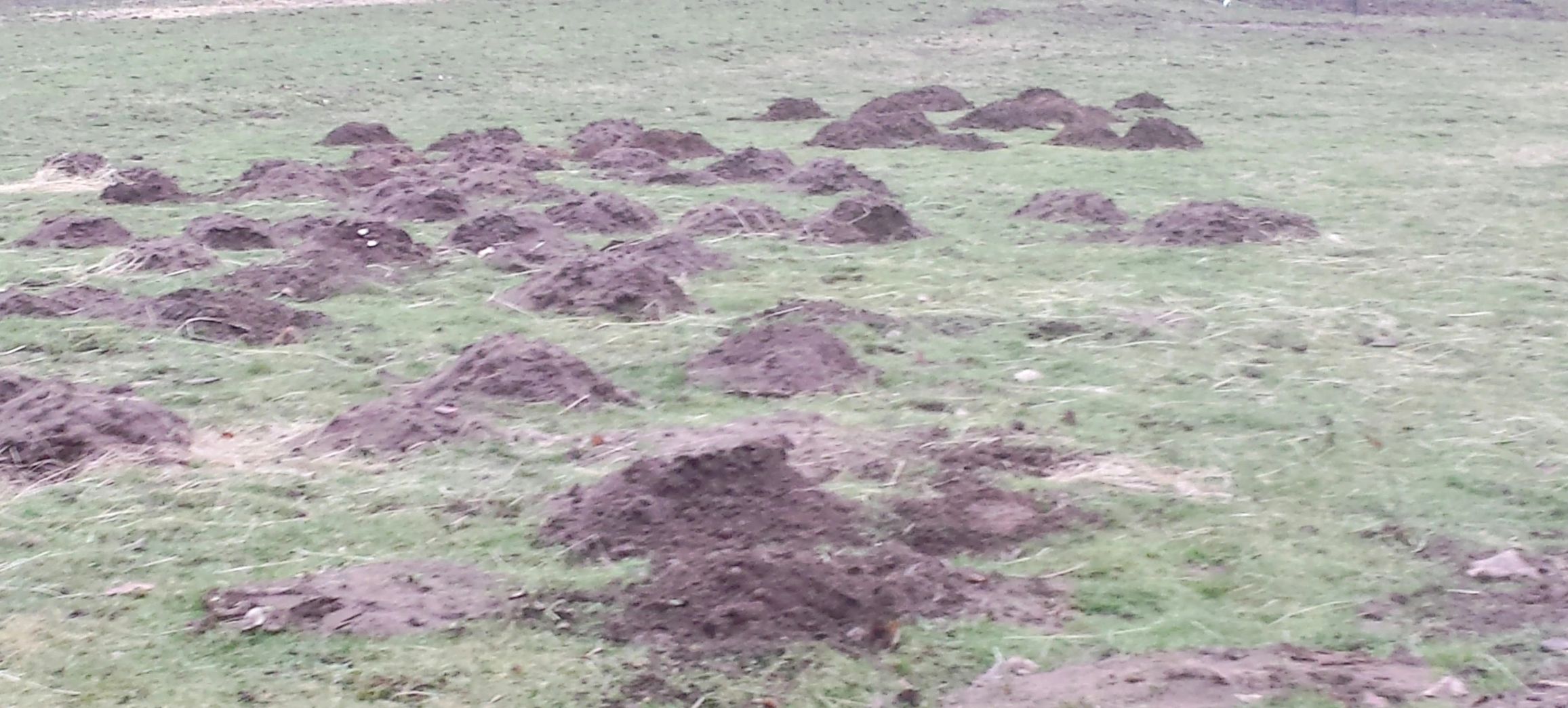 Numerous molehills scattered across a grassy field.