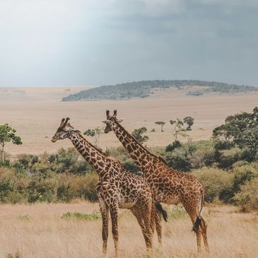 Two giraffes in the bush