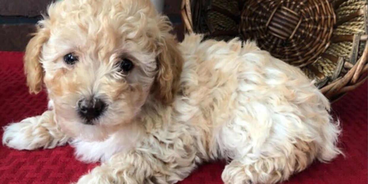 Toy Poodle puppy in front of flowers and basket