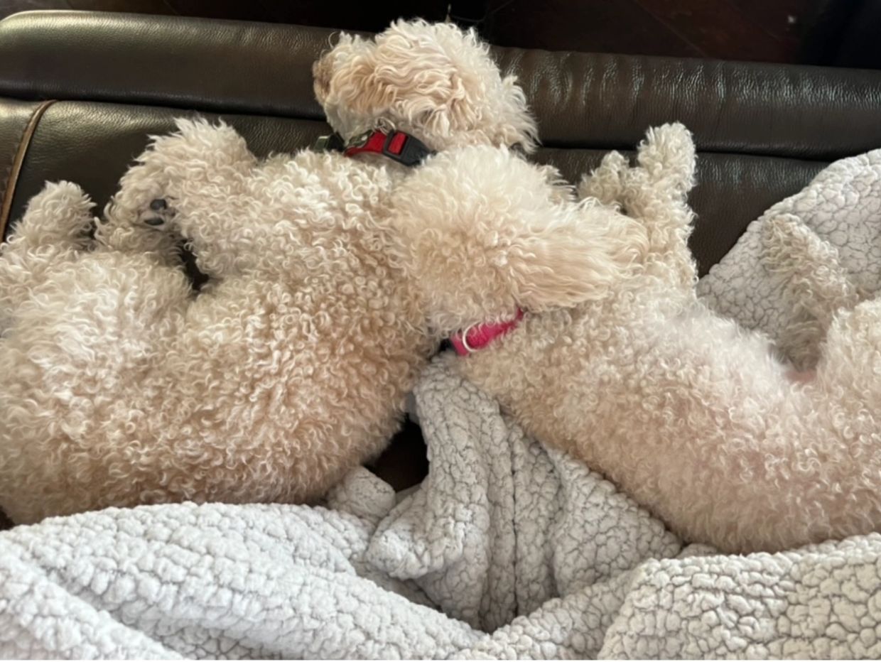 Toy Poodles cuddling on couch