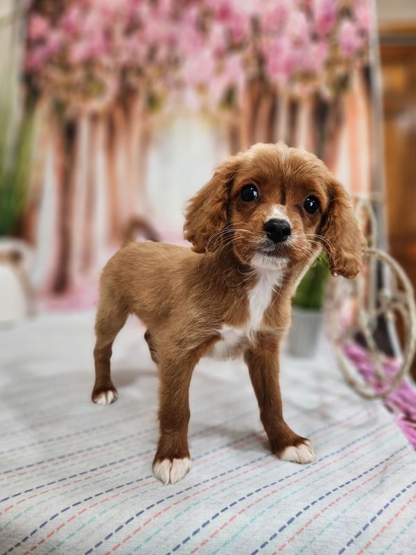 F1B mini Red and white Cavapoos Waitlist.