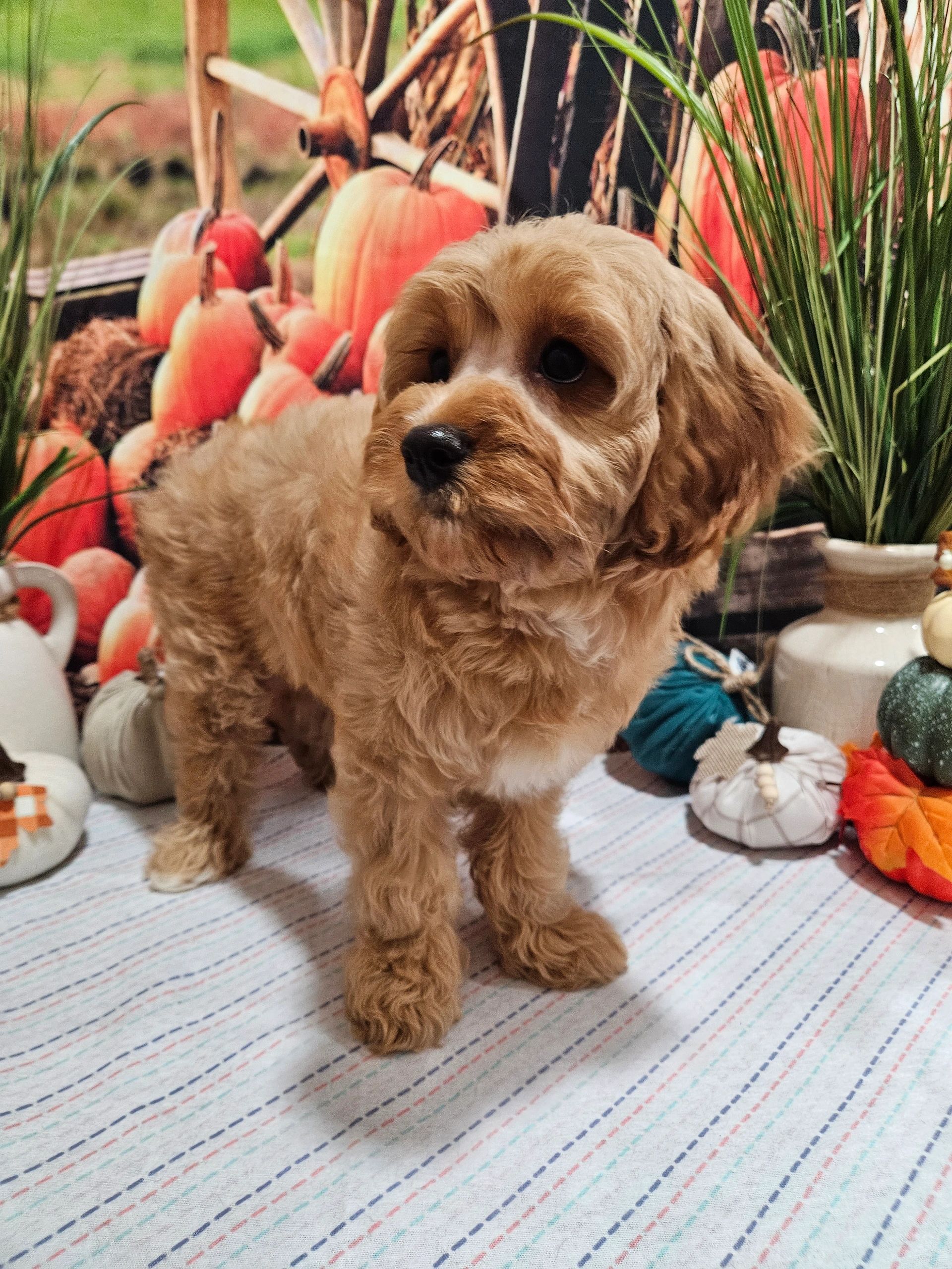 F1B mini Red and white Cavapoos Waitlist.