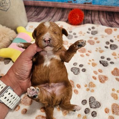 Isaac - Available Red & White F1B Cavapoo Male!