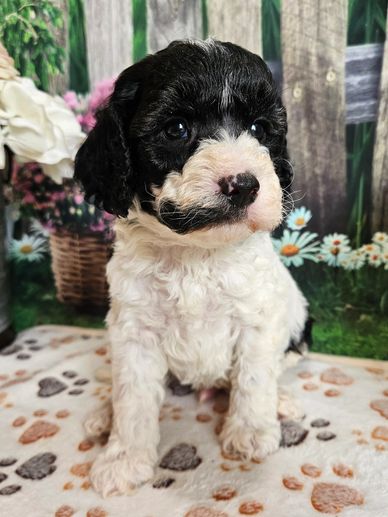 Elias - White & Black F1B Cavapoo Male!
