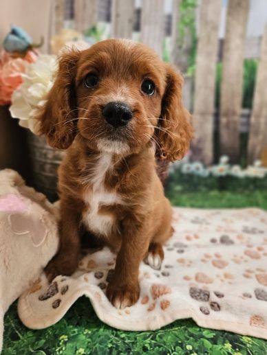 Gizmo  - Available Red & White F1 Cavapoo Male!