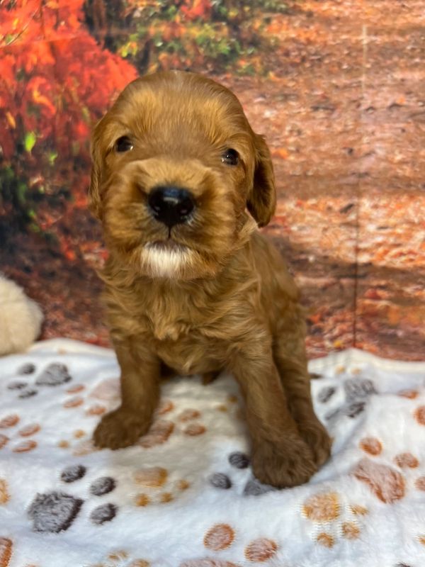 Zeb - Red & White F1B Cavapoo Male. 