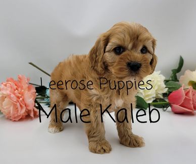 Akc Puppies Leerose Puppies