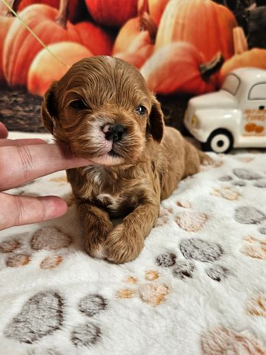 Ramon - Available Apricot & White F1 Cavapoo Male!