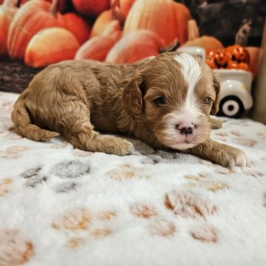 Ranger - Available Red & White F1 Cavapoo Male!