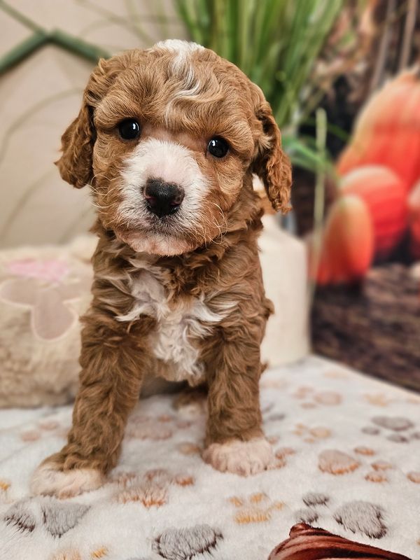 Eddy - Red & White F1B Cavapoo Male