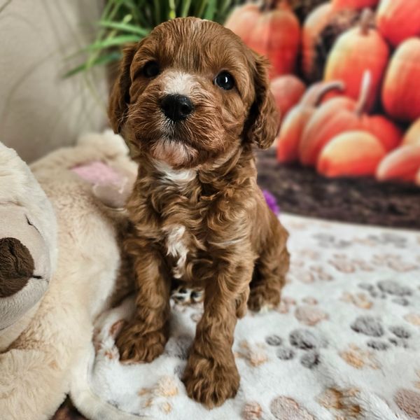 Eli - Red & White F1B Cavapoo Male