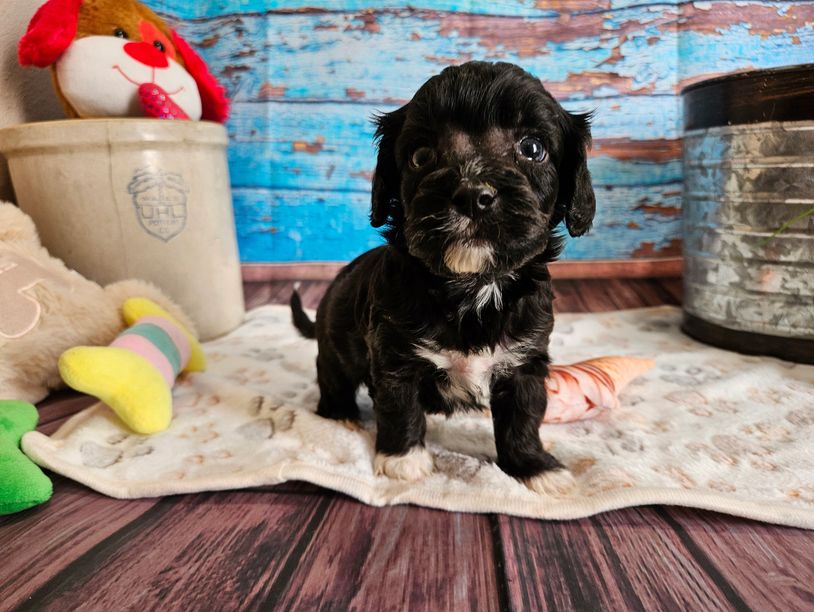 Jarrod - Available Black & White F1 Cavapoo Male!