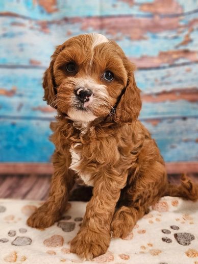 Ranger - Available Red & White F1 Cavapoo Male!