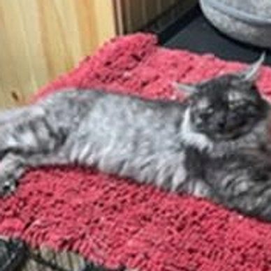 Gray tabby cat lounging on a textured red blanket.
