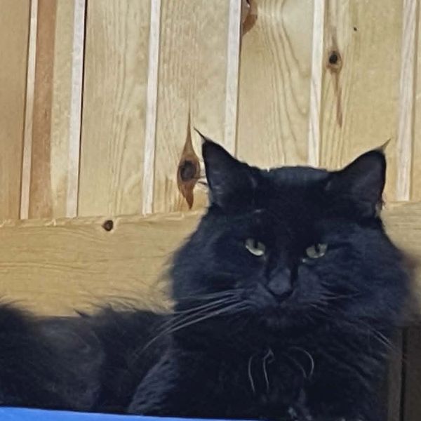 A fluffy black cat resting against a wooden background.