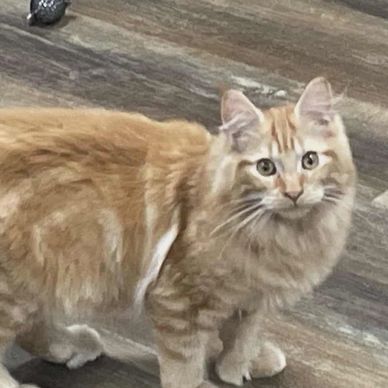 Fluffy orange tabby cat standing on wooden floor, looking curiously.