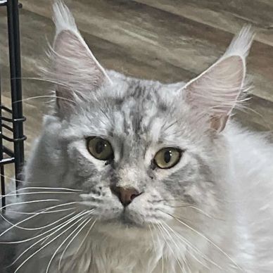 Close-up of a silver Maine Coon cat with intense eyes and tufted ears.